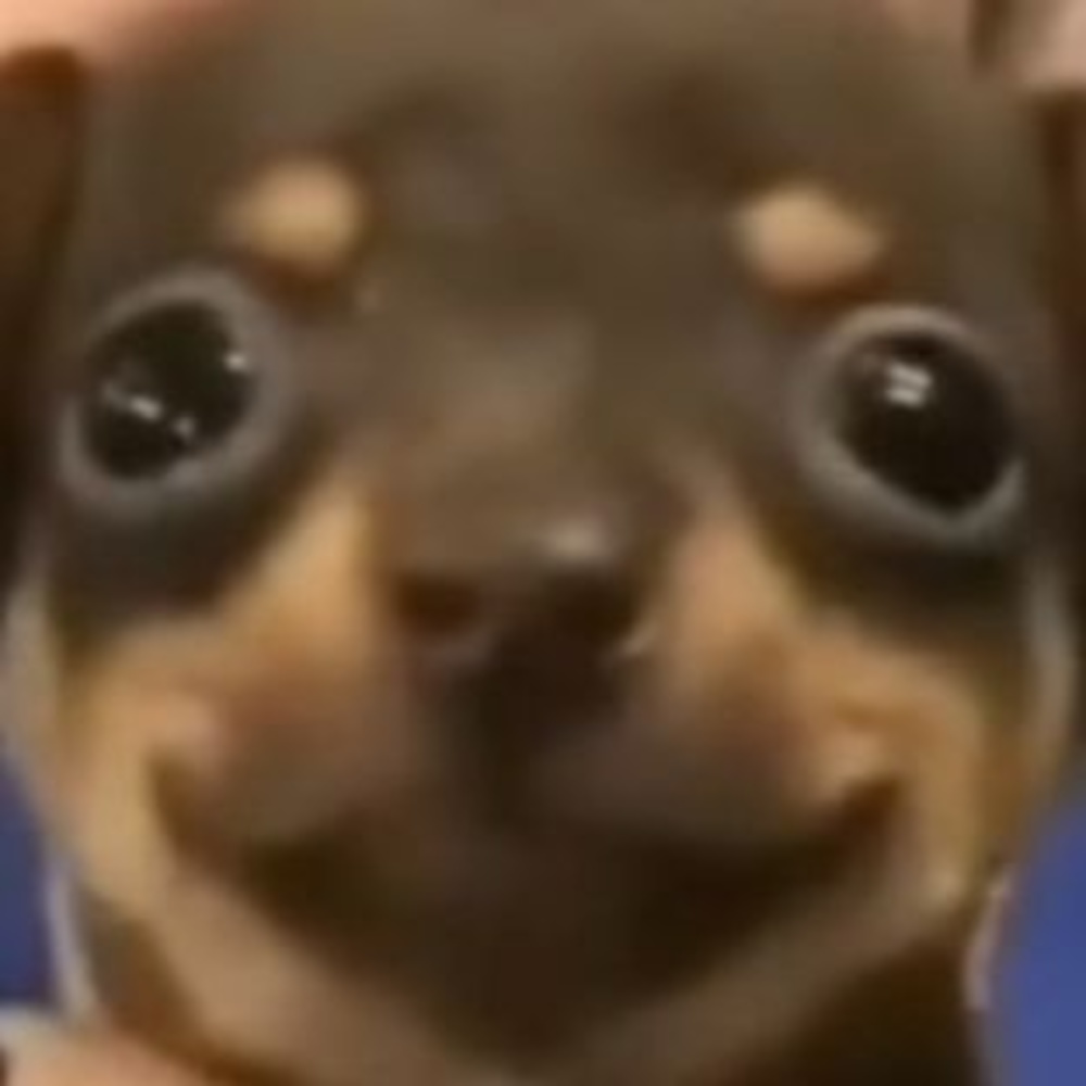 Meet your Posher, Quinn